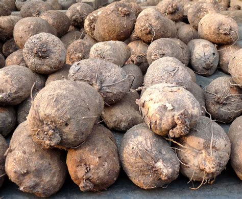 NIGERIA TO PRODUCE EXPORT-FRIENDLY YAM SEEDS. – FoodBay Tv