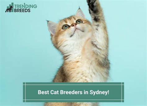 7 Best Cat Breeders in Sydney! (2024)