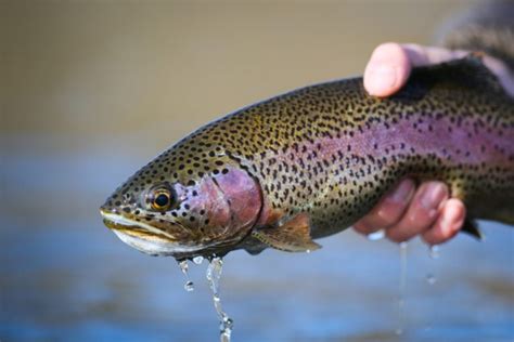 Rainbow Trout Facts and Species Info - Fishmasters.com