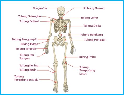 Materi Sistem Gerak Pada Manusia Rangka Tulang Sendi Otot Dan | The Best Porn Website