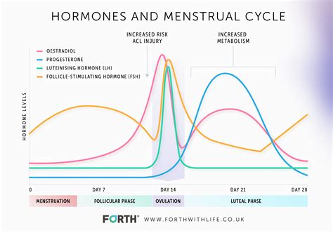 What Are The Normal Progesterone Levels In Women?