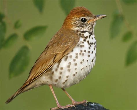 Wood Thrush: Melodious Songbird with Conservation Concerns