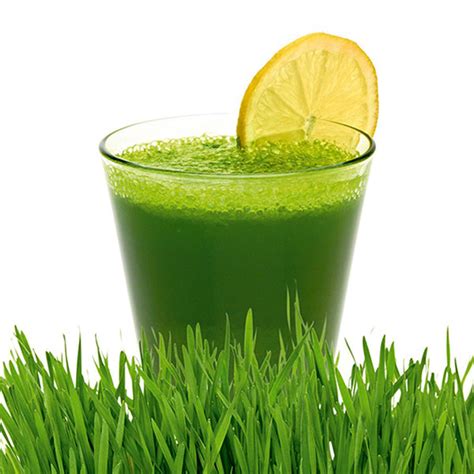 Benefits Wheatgrass Juice Recipe | Besto Blog