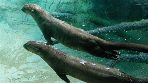 Giant River Otter - The Houston Zoo