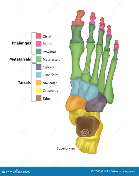 Bones of the Foot .Tarsals or Tarsus, Metatarsals, Phalanges Stock ...