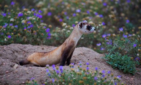 On National Ferret Day: Black-Footed Ferrets, One Of The Most Endangered Species In America