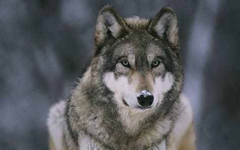 🔥 [90+] HD Wolf Wallpapers 1080p | WallpaperSafari