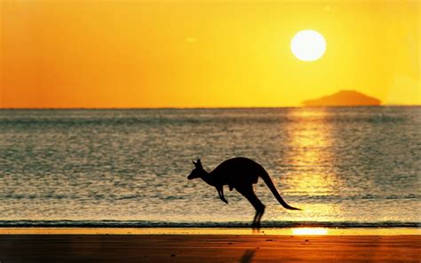 Kangaroo Hd Wallpapers - Wallpaper Cave