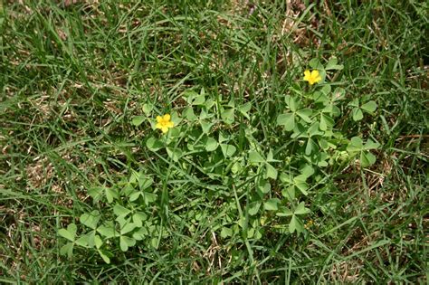 Yellow Clover, Wood Sorrel, Oxalis – In Fescue | Walter Reeves: The ...