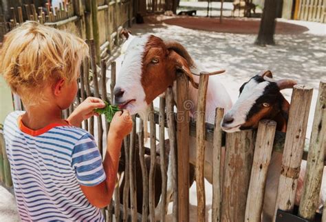 Boy Feeding Goat in Farm or Zoo Stock Image - Image of animal, learn ...