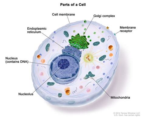 Examples of endoplasmic reticulum