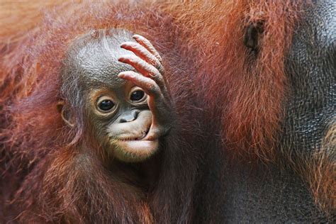 A Bornean orang utan baby sucking its thumb Picture | Cutest baby ...