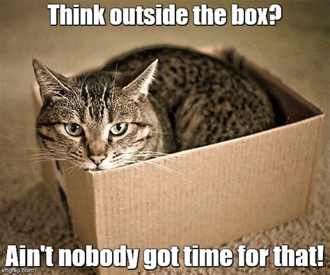 Cat in a box - Imgflip