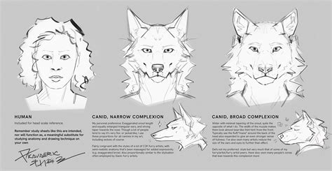 Wolf Front View Anatomy