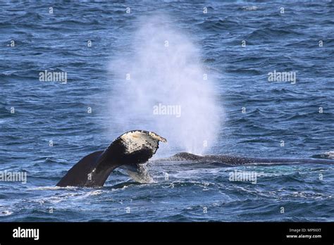 Humpback whales feeding Stock Photo - Alamy