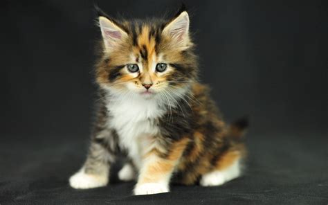 Maine Coon Cat Personality, Characteristics and Pictures – InspirationSeek.com