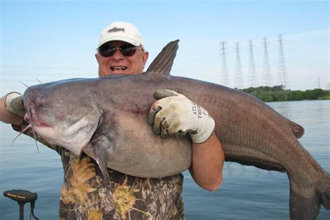 Whats The Worlds Largest Catfish