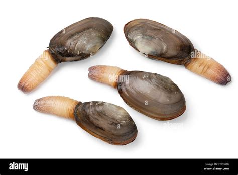 Fresh raw alive soft shell clams, an edible saltwater clam, isolated on white background Stock ...