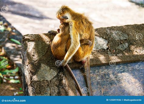 Two Monkeys Hugging Each Other in Sri Lanka Stock Photo - Image of macaque, cute: 125091936