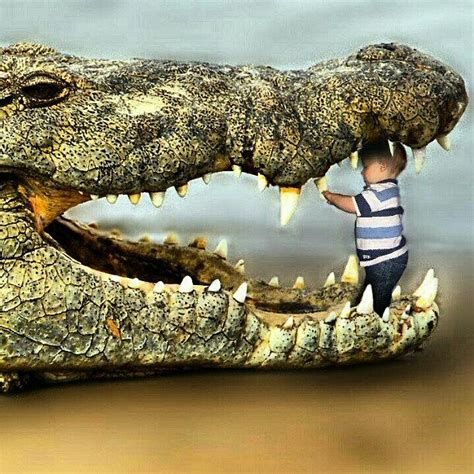 #crocodile #alligator #teeth #baby Photograph by Kevin Zoller - Mobile ...