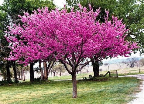 Growing and Planting a Redbud Tree - 12 Different Types of Redbud Trees