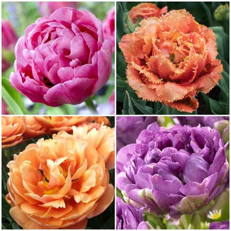 Tulip bulbs Peony Tulip Collection - wonderful WOW tulips! - Tulip Store