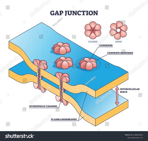 9 Gap Junction Structure Stock Vectors, Images & Vector Art | Shutterstock