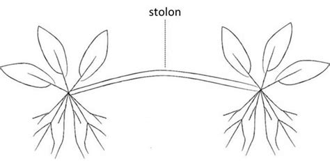 Stoloniferous | Invasive plant species in Portugal