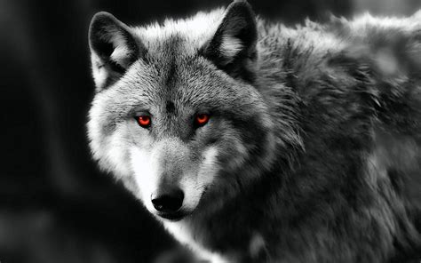 Red Eye Wolf Wallpapers - Wallpaper Cave