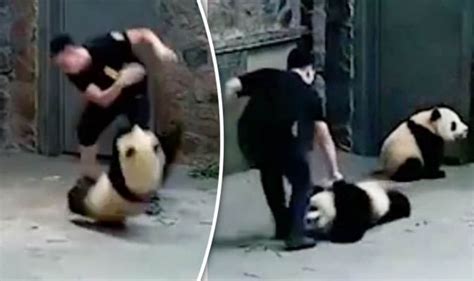 Panda cruelty: Staff at breeding centre accused of mistreating bears | Nature | News | Express.co.uk