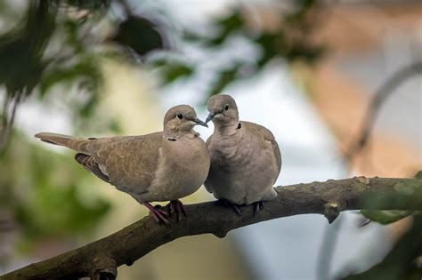 What is the Meaning and Symbolism of a Mourning Dove? | Cake Blog ...