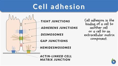 Cell Adhesion - Biology Simple