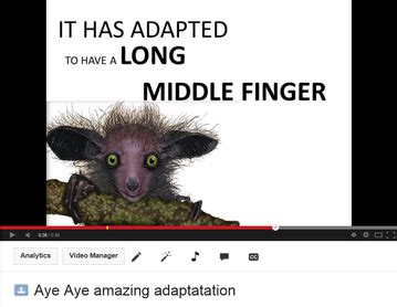 Aye Aye - AMAZING ADAPTATIONS