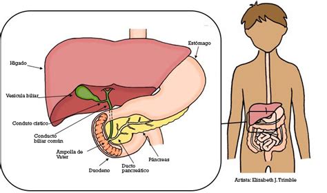 Escrupuloso Distribuir Para construir anatomia del higado y vesicula biliar Labe léxico aborto