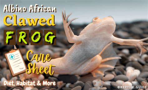 Albino African Clawed Frog Care Sheet: Diet, Habitat & More