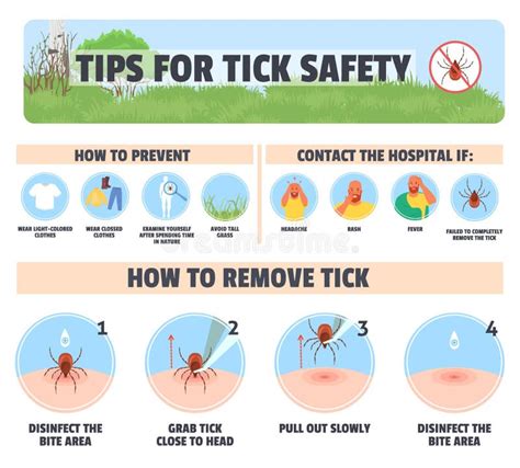 Tips for Tick Safety Vector Infographic Design Stock Vector - Illustration of bite, animal ...