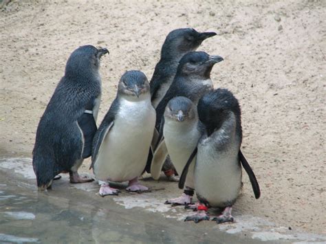 Little Penguins, Adelaide Zoo - Trevor's Birding