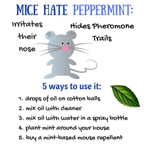 Does Peppermint Oil Repel Mice? Yes! Get Rid of Mice Easy