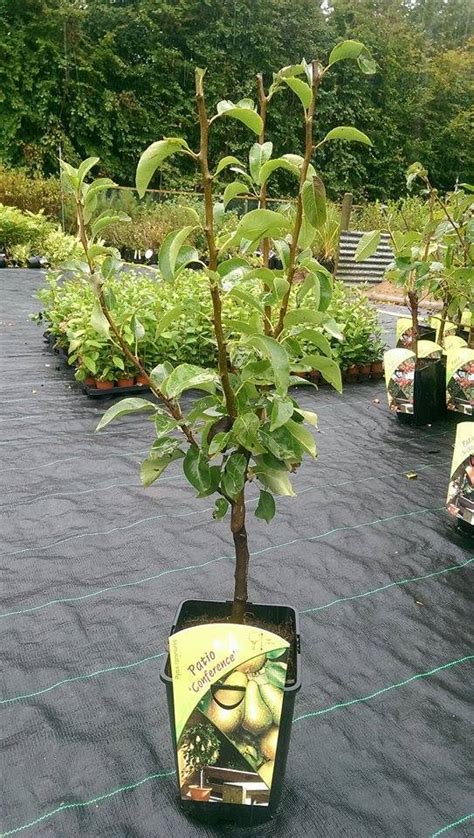 Dwarf Patio Doyenne du Comice Pear Tree, In a 5L Pot, Miniature Dessert ...