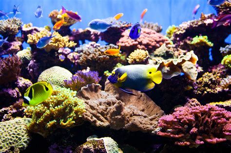 10 Must-Have Products for Your Salt Water Tank Fish: A Comprehensive ...