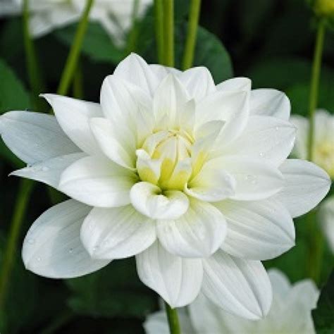 Buy Dahlia White Plant online india at cheap price on plantsguru.com