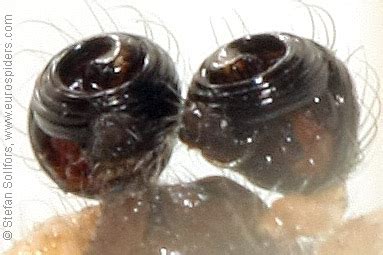 Latrodectus geometricus photos and info