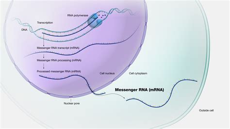 Mrna Molecule Diagram