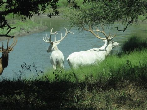 Albino Elk Photographed in Utah? | Outdoor Life