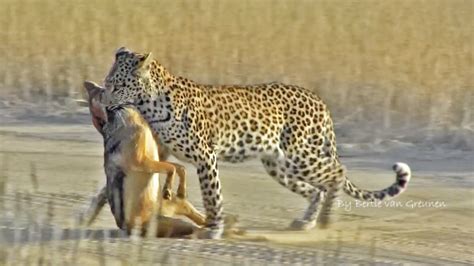 Leopard Hunting Jackal That's Hunting Birds | Incredible sighting of a leopard patiently ...