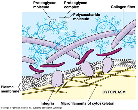 Proteins in the Neuron Shape is Function