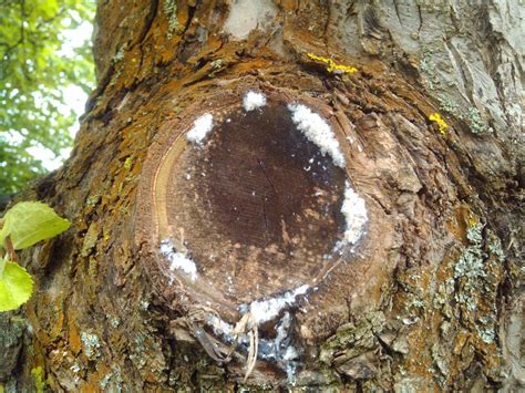 Identification of fungus like fuzz on apple tree - Gardening ...