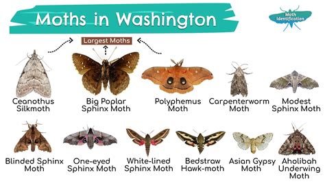 Types of Moths in Washington State