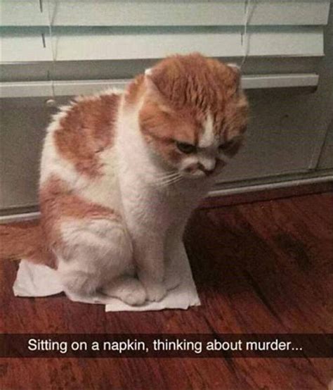 Funniest Cat Memes - 20 Pics – FunnyFoto - Page 16