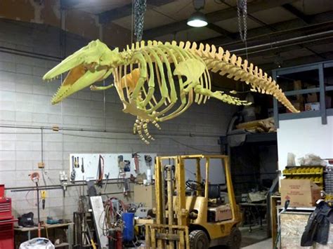 Robert S. Pohl ... : Beluga Whale Skeleton